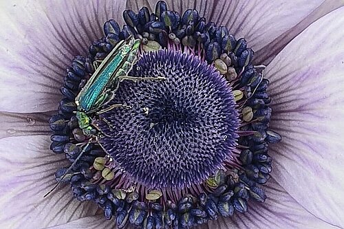 Purple flower with beetle