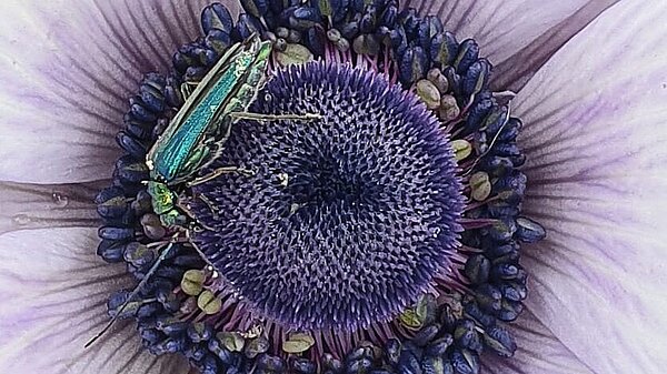 Local Biodiversity